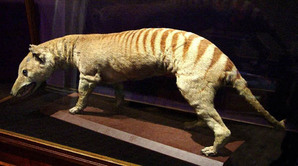 woodentylacine[1].JPG